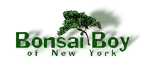Bonsai Boy Coupon Codes & Deal